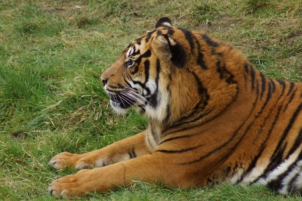 Tygrys sumatrzański - panthera tigris sumatrae — Zdjęcie stockowe