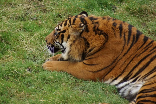 Tigre de Sumatra Panthera Tigris Sumatrae — Photo