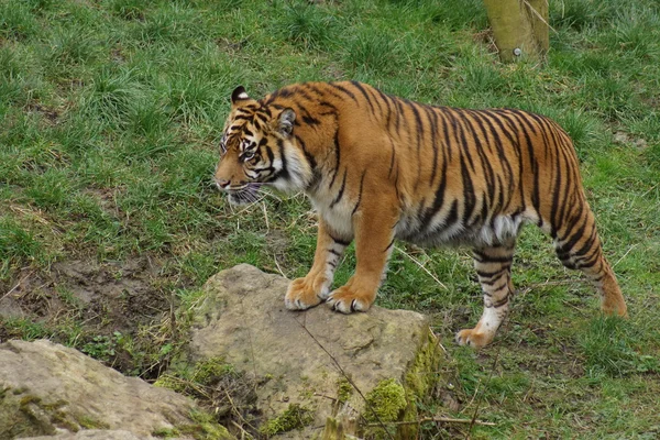 スマトラトラ - パンテーラ チグリス sumatrae — ストック写真