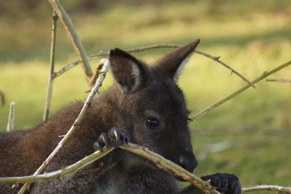 Palude Wallaby - Wallabia bicolore — Foto Stock