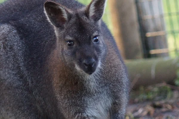 Mocsári kenguru - wallabia bicolor — Stock Fotó