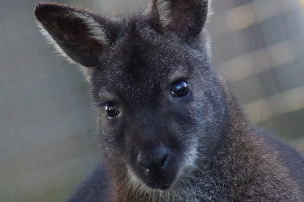 Palude Wallaby - Wallabia bicolore — Foto Stock