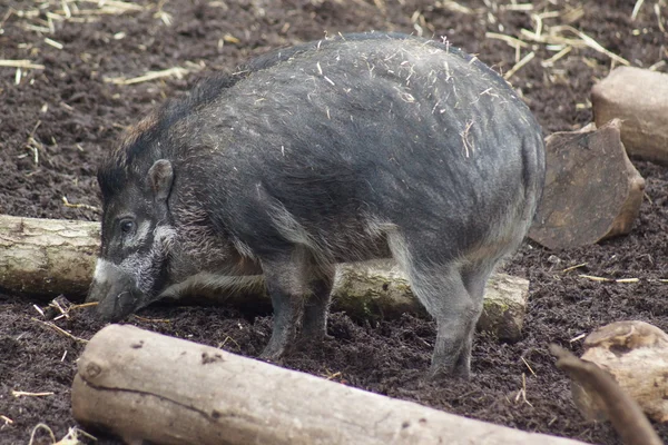Cerdo verrugoso de Visayan - Sus cebifrons — Foto de Stock