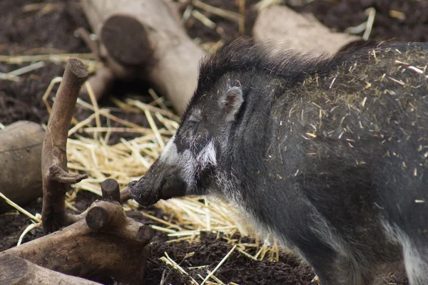 Visayan Warty Pig - Sus cebifrons — Stock Photo, Image