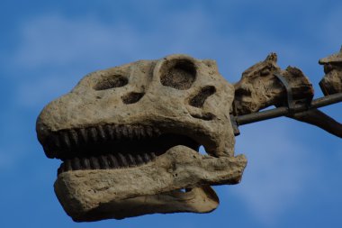 Brachiosaurus - Brachiosaurus altithorax