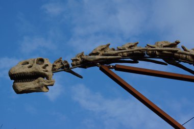 Brachiosaurus - Brachiosaurus altithorax