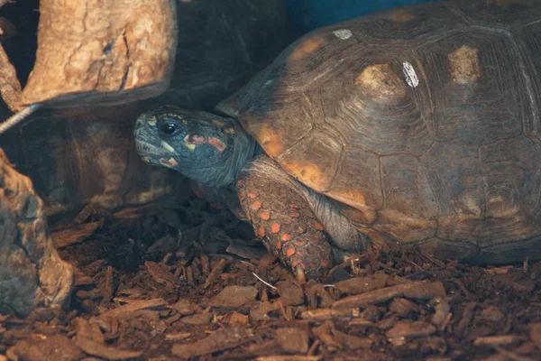 Röd-footed sköldpadda - chelonoidis carbonaria — Stockfoto