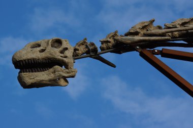 Brachiosaurus - Brachiosaurus altithorax