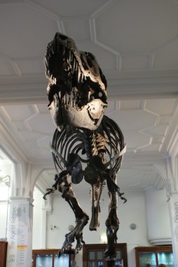 tyrannosaurus rex iskeleti