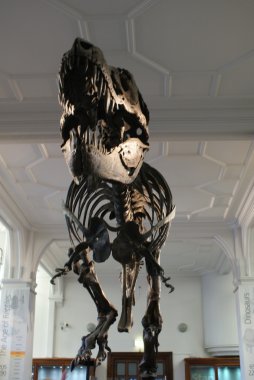 tyrannosaurus rex iskeleti