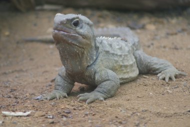 Kuzey tuatara - sphenodon yılan