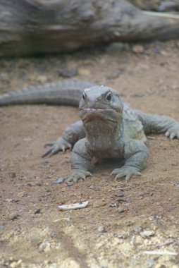Kuzey tuatara - sphenodon yılan