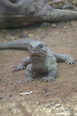 Kuzey tuatara - sphenodon yılan