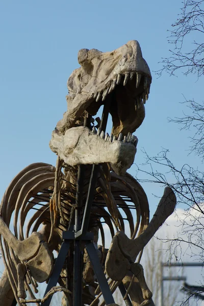 Tyrannosaurus Rex - T Rex — Stock Photo, Image