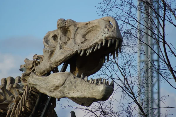 Tyrannosaurus Rex - T Rex — Stockfoto