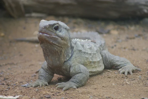 En norra tuatara - sphenodon punctatus — Stockfoto