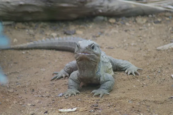 A Northern Tuatara - Sphenodon punctatus — Stock Photo, Image