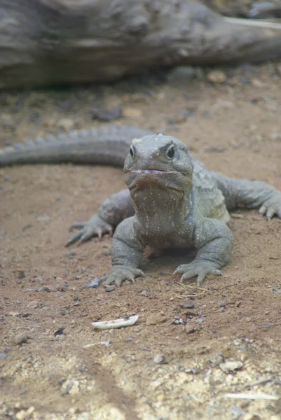 Kuzey tuatara - sphenodon yılan
