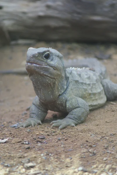 У повністю - sphenodon змія поцяткована — стокове фото