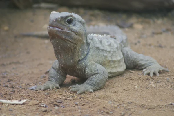 Kuzey tuatara - sphenodon yılan