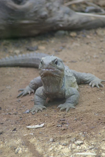 Kuzey tuatara - sphenodon yılan