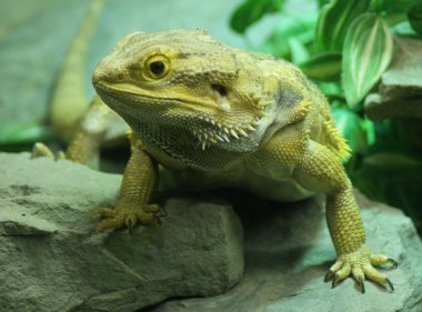 内容-绿色概念词和云标签