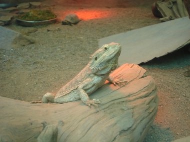 Sakallı Ejder - pogona