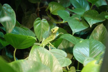 Konik başlı kertenkele - laemanctus longipes