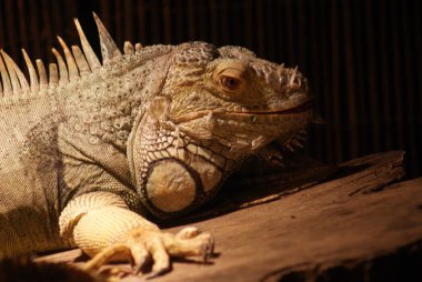Yeşil iguana - iguana iguana