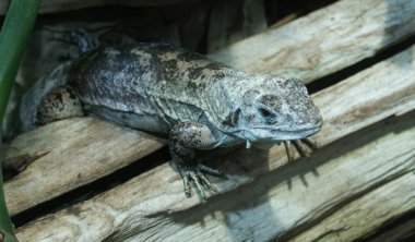 utilan kertenkele - ctenosaura bakeri dikenli kuyruklu