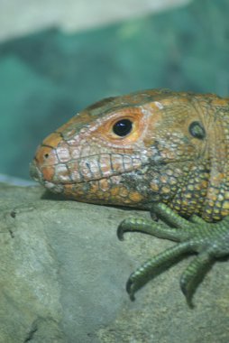 Kuzey caiman kertenkele - dracaena guianensis