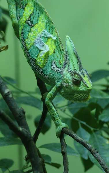 Fátyolos kaméleon - chamaeleo calyptratus — Stock Fotó