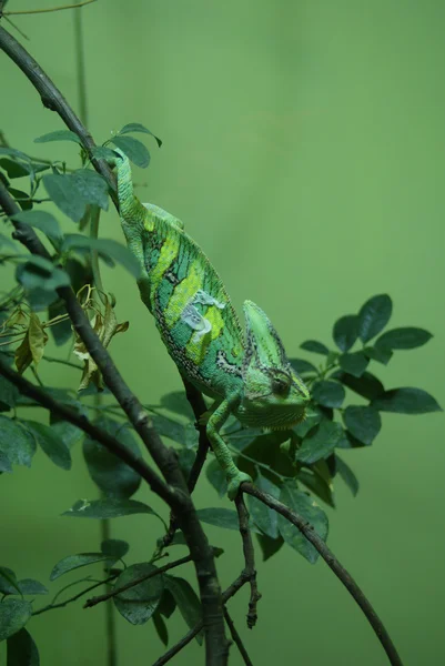 Veiled Chameleon - Chamaeleo calyptratus — Stock Photo, Image