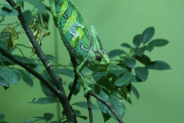 Fátyolos kaméleon - chamaeleo calyptratus — Stock Fotó