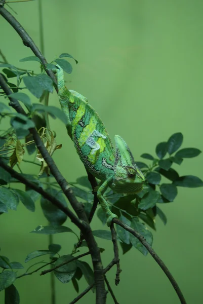 Camaleão velado - Chamaeleo calyptratus — Fotografia de Stock