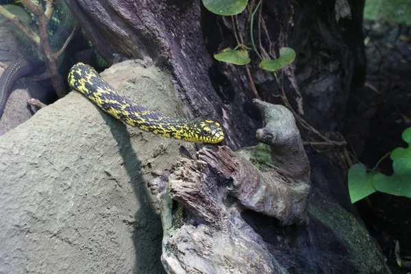 Rey Ratsnake - Elaphe carinata — Foto de Stock