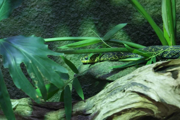 Király Ratsnake - Elaphe carinata — Stock Fotó