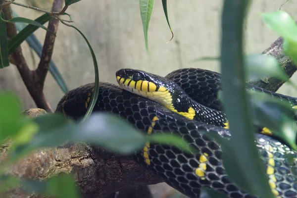 Mangrovennatter - boiga dendrophila — Stockfoto