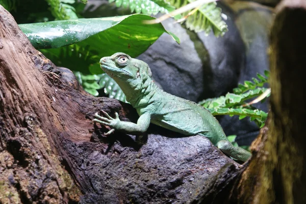 Plumed Basilisk - Basiliscus plumifrons — Stock Photo, Image