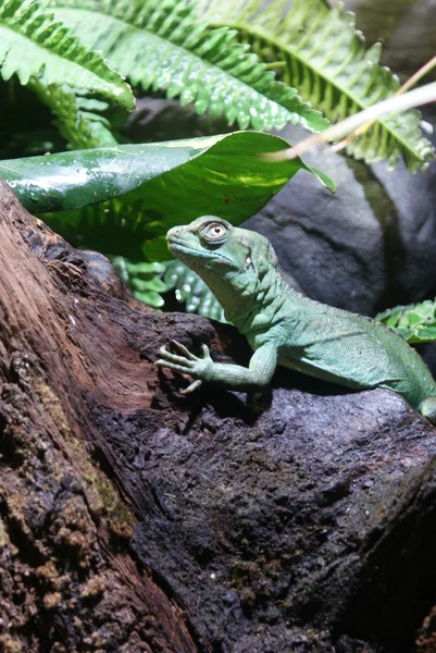 Plumed Basilisk - Basiliskus plumifrons – stockfoto