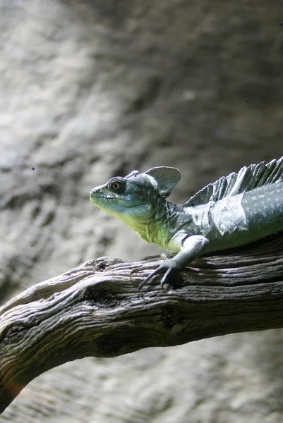 Plumed Basilisk - Basiliscus plumifrons — Stock Photo, Image