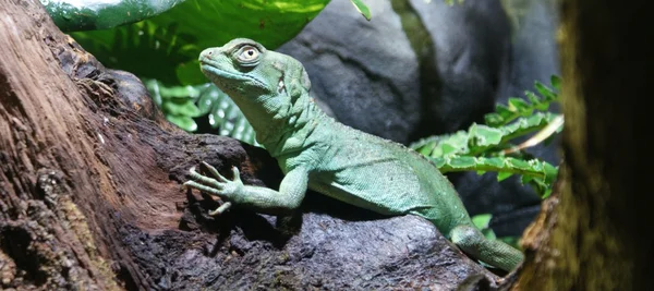 Basilisco emplumada - basiliscus plumifrons — Foto de Stock