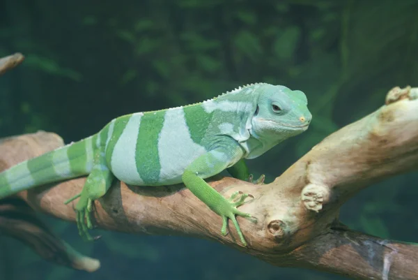 피지 줄무늬이 구 아나-brachylophus fasciatus — 스톡 사진