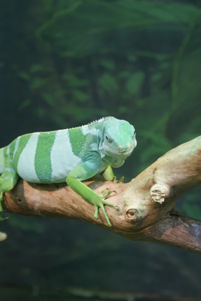 Fijiansk merket Iguana - Brachylophus fasciatus – stockfoto