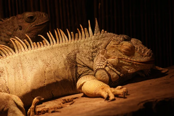 Legwana zielonego - iguana iguana — Zdjęcie stockowe