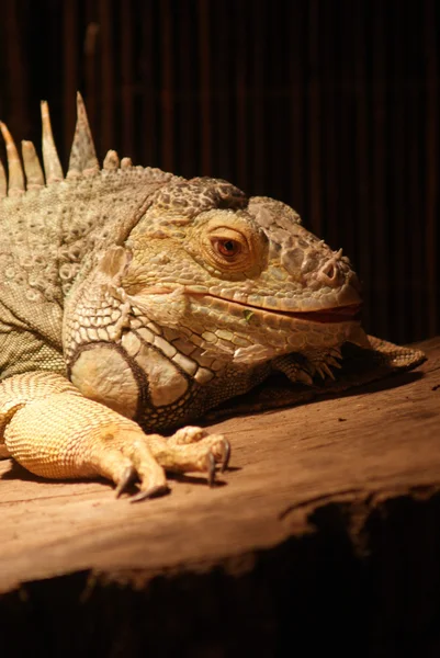 Legwana zielonego - iguana iguana — Zdjęcie stockowe