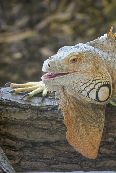 Legwana zielonego - iguana iguana — Zdjęcie stockowe