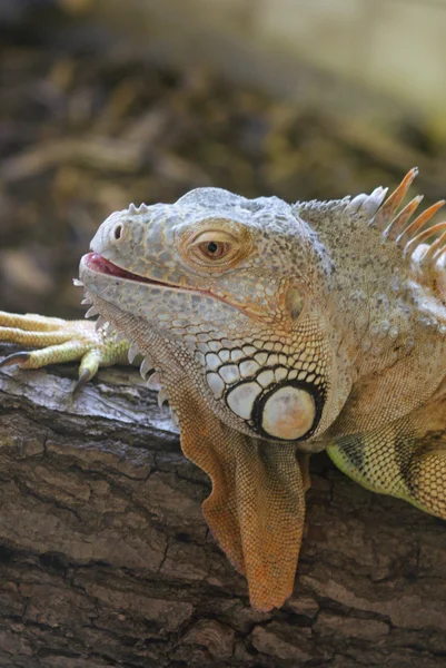Iguana vert - Iguana iguana — Photo