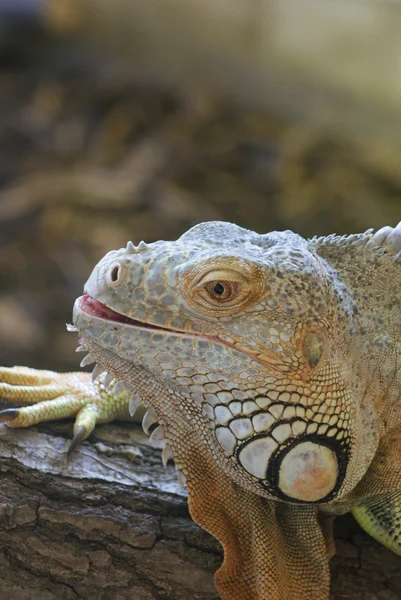 Groene leguaan - iguana iguana — Stockfoto