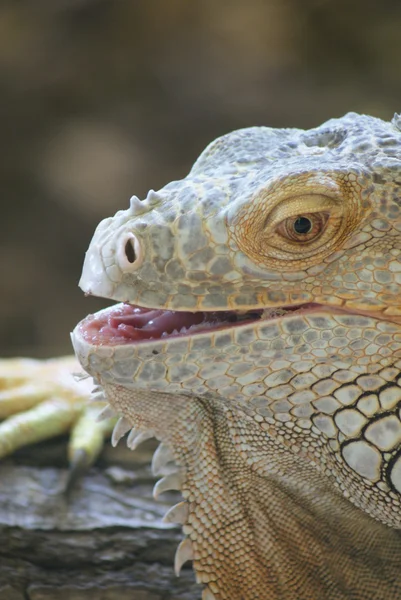 Iguana Verde - Iguana iguana — Fotografia de Stock